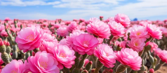 Foto op Canvas Field filled with blooming pink flowers set against a clear blue sky background © AkuAku