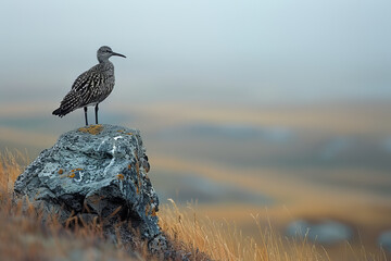 The elusive Eskimo Curlew, captured in a moment of rest during its long-lost migration across the Ne - obrazy, fototapety, plakaty
