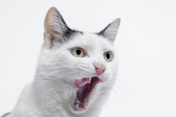 Biały kot domowy oblizuje pysk po jedzeniu 