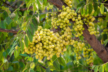 Star gooseberry fruit. Phyllanthus acidus, known as the Otaheite gooseberry , star , damsel, grosella , karamay.