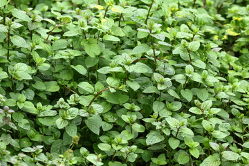 Wasserminze, Pfefferminze, Minze, Menta piperita, Mentha aquatica, Menta pulgium, Mentha balsamea