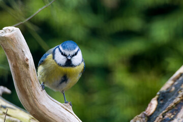 Blaumeise (Cyanistes caeruleus)