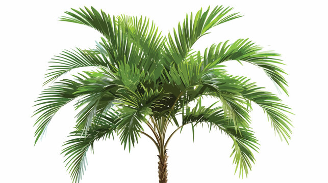 Palm  small palm oil for plant isolated tree vector i