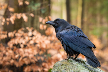the common raven perching on a stone in a forest with autumn colored leaves