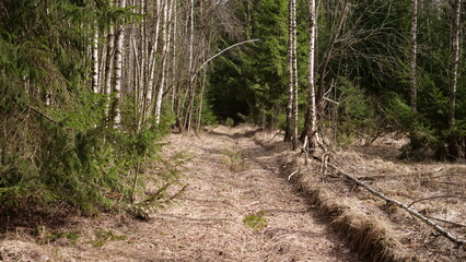 rural road through the deep green forest