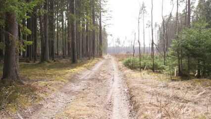 Fototapeta na wymiar Forest road in a spruce forest
