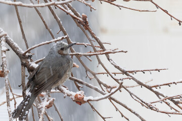 雪の降る中で枝に止まるヒヨドリ