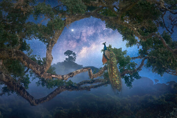 Beautiful night landscape of jungle with peacock sitting on tree branch looking at starry sky - 773819845