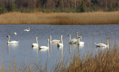wild white swans on lake