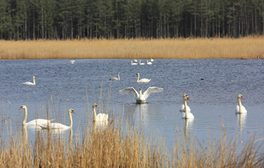 white swans on lake in forest - 773820853