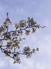 벚꽃 나무와 맑은 봄 하늘 