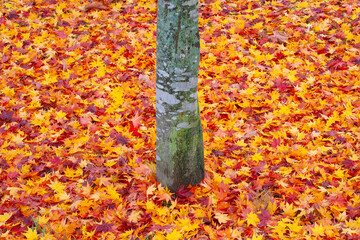 紅葉の落ち葉で埋まった地面
