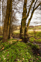 Fototapeta premium Erlenbruchwald in der Oberlausitz 7