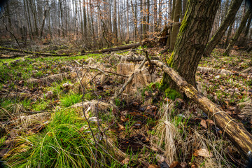 Erlenbruchwald in der Oberlausitz 2