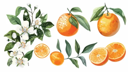 Fotobehang Watercolor set consists - fruit of the orange its flow © RedFish
