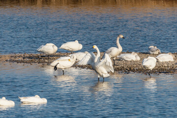 水面で羽を広げるコハクチョウ