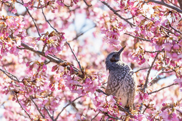 満開の河津桜の蜜を吸いにきたヒヨドリ