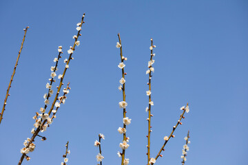 春の青空に映える梅の花
