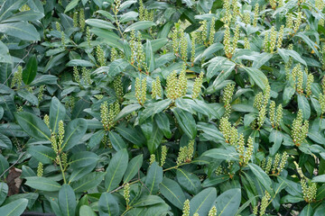 Blühender Kirschlorbeer, Ausschnitt eines Busches