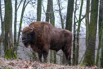 European bison - Bison bonasus zubr or aurochs - a large wild Eurasian ox that was the ancestor of...