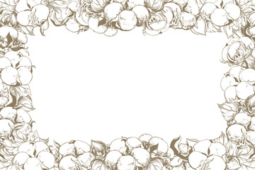 Rectangular horizontal frame with cotton flowers and space for text. Botanical sketch of white cotton balls, leaves and branches. Retro ink vector illustration. Design for label, wedding invitation.