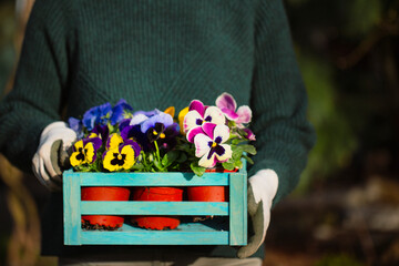 Seedlings of colorful pansies in a wooden box 