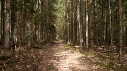 rural road through the deep green forest