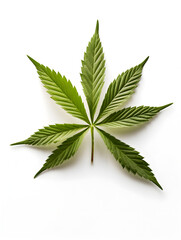 Top view of green cannabis marijuana leave on white background 