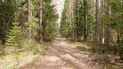 Fototapeta premium rural road through the deep green forest