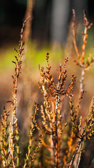 Fougères et bruyères, dans un décor automnal