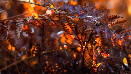 Foug&egrave;res et bruy&egrave;res, dans un d&eacute;cor automnal