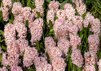 pink hyacinths blooming in a garden