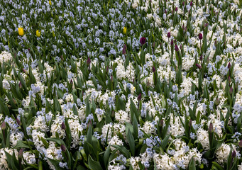 White hyacinths blooming in a garden