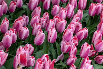 pink tulips blooming in a garden