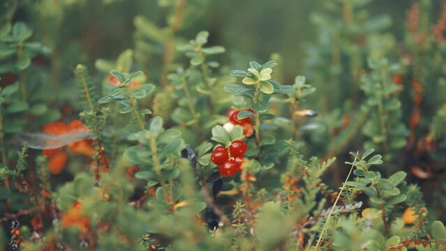 Red cranberries and black crowberries adorn the delicate branches of small shrubs in autumn tundra. Parallax video, bokeh background.