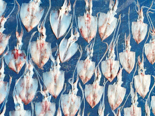 Fresh squids on the gridiron, traditional squids drying in the sunlight