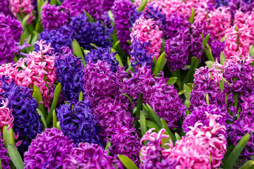 colorful hyacinths blooming in a garden - obrazy, fototapety, plakaty