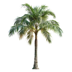 a complete palm tree