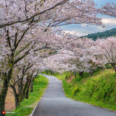 Obraz premium 벚꽃나무