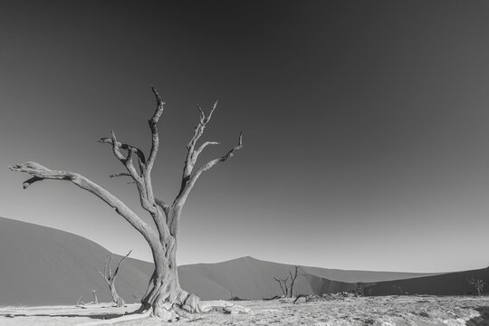 BW picture of a dead tree in the Deadvlei in the Namib Desert in the soft evening light without people