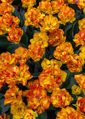 Yellow-orange tulip called 20-TV-07-29 Double Early group. Tulips are divided into groups that are defined by their flower features