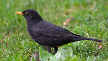 Eurasian blackbird aka The common blackbird or Turdus merula infested by ticks close to eye.