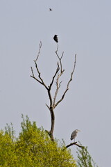 Minimalistic photo of bird on the top of dry tree. Corvus cornix aka Hooded crow and Ardea cinerea...