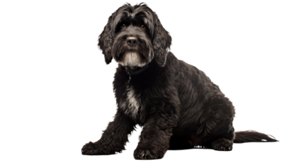 A black dog sitting down, gazing directly at the camera with a contemplative expression