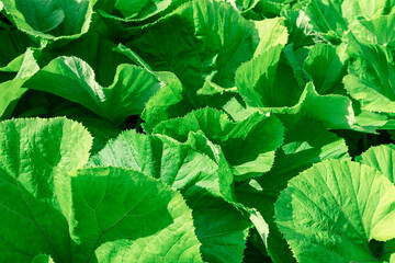 Lush green leaves fill the frame with their vibrant texture, creating a fresh and natural backdrop