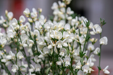 Cytisus scoparius scotch broom ornamental flowers in bloom, bright white color flowering plant