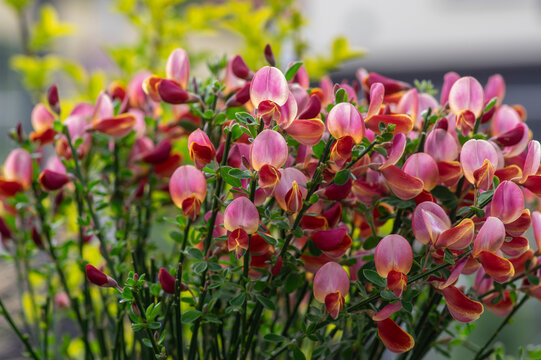 Cytisus scoparius scotch broom ornamental flowers in bloom, purple pink bright color flowering plant