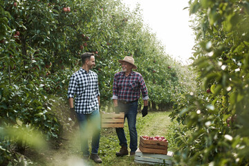 Two orchard farmers carrying a crate full of apples - 773838424