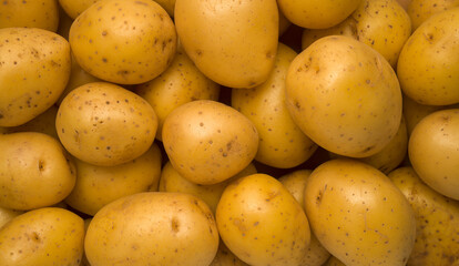 Young potato top view background - 773838622