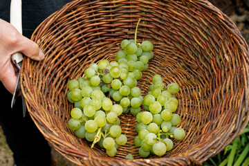 Fototapeta na wymiar Grape harvest, close up of picked grapes in a wicker basket